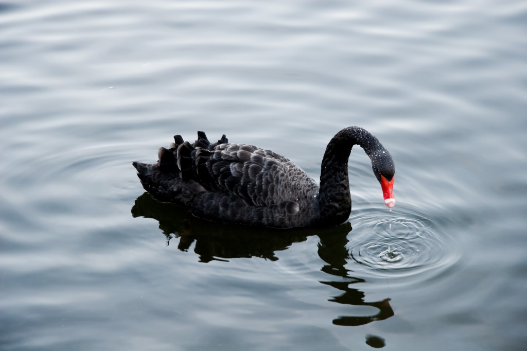 Black Swan Marketing